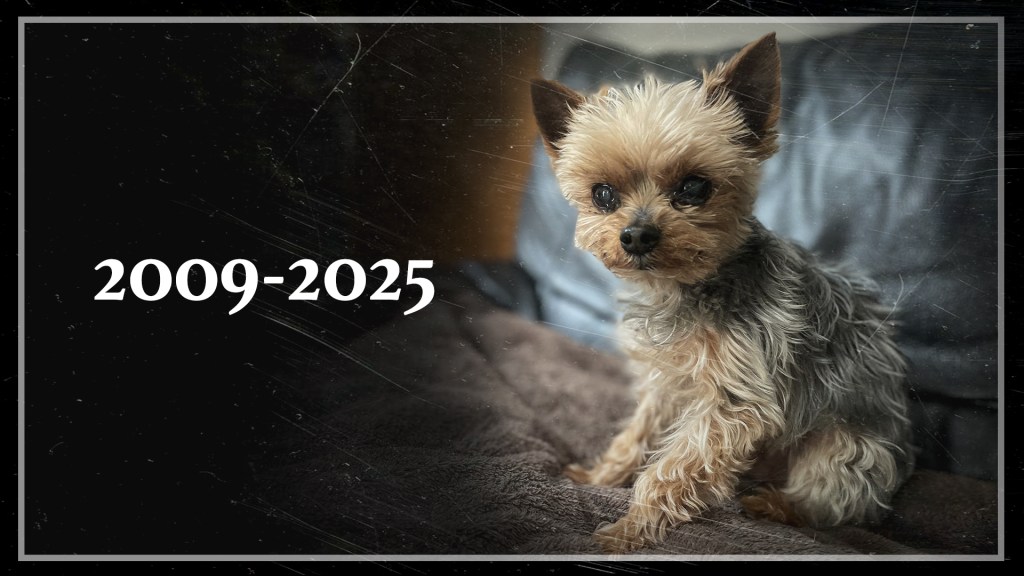 Apologie de Bonhomme (le deuil d&rsquo;un&nbsp;chien)